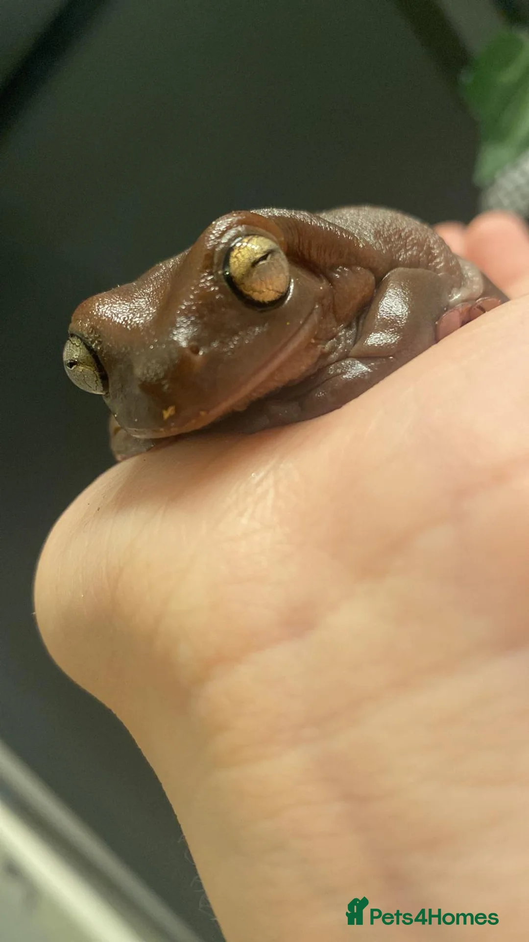 Frog reptiles for sale: White's tree frog in Worthing - Advert 6