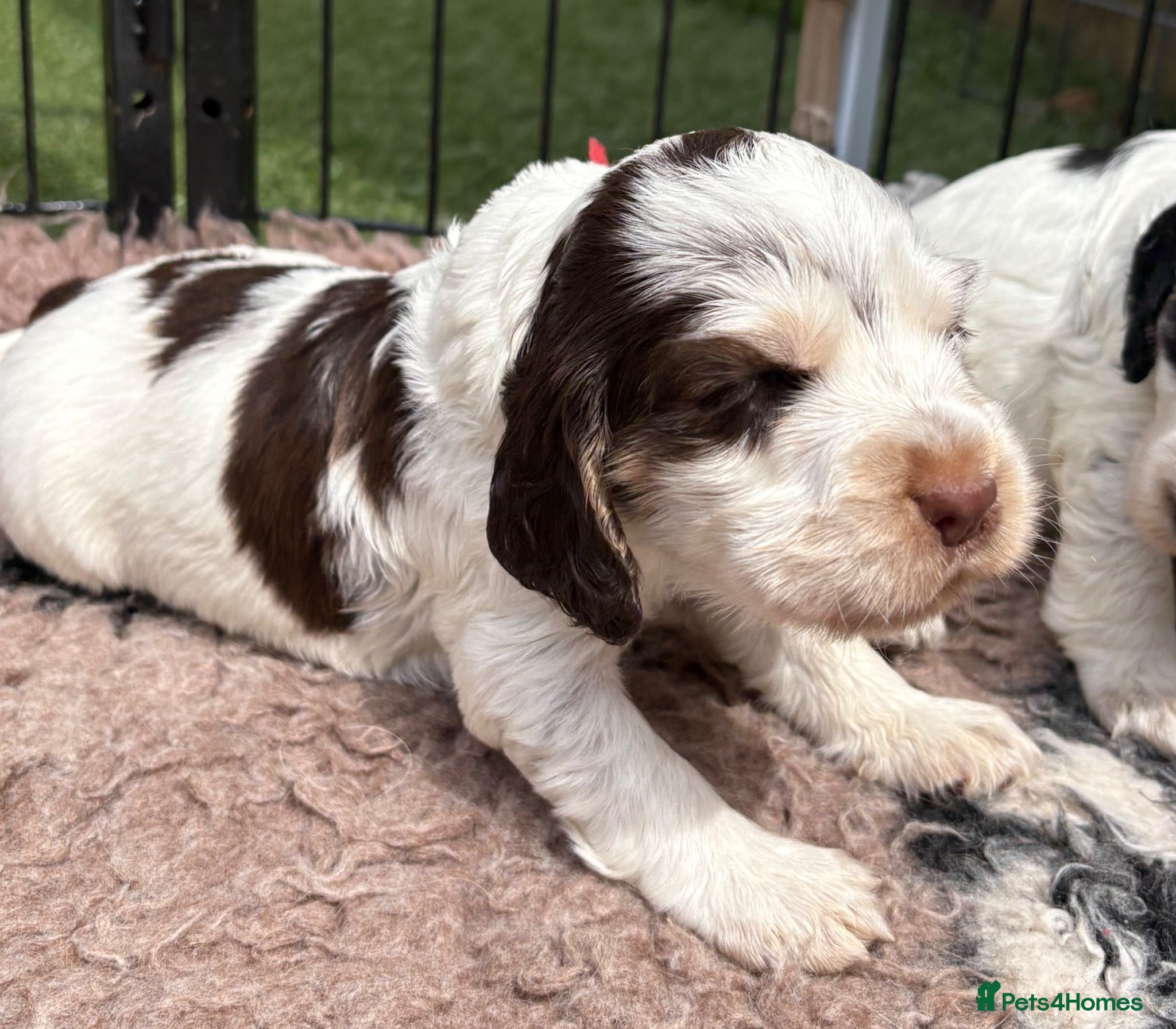 Cocker Spaniel dogs Quality KC babies - extensive health tests clear - Advert 1