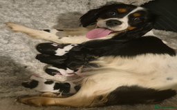 Cavalier King Charles Spaniel dogs for sale:  Cavalier King Charles Spaniels  - Advert 3