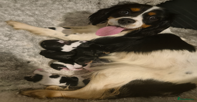 Cavalier King Charles Spaniel dogs  Cavalier King Charles Spaniels  - Advert 3