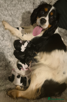 Cavalier King Charles Spaniel dogs Cavalier King Charles Spaniels - Advert 3