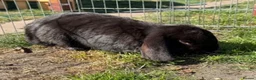 Mixed Breed rabbits for sale: Continental giants x French lop  - Advert 14