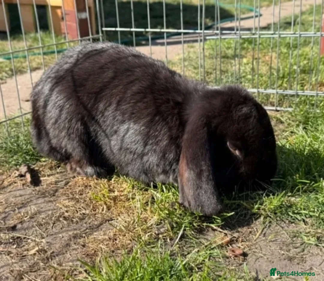 Mixed Breed rabbits for sale: Continental giants x French lop  - Advert 14