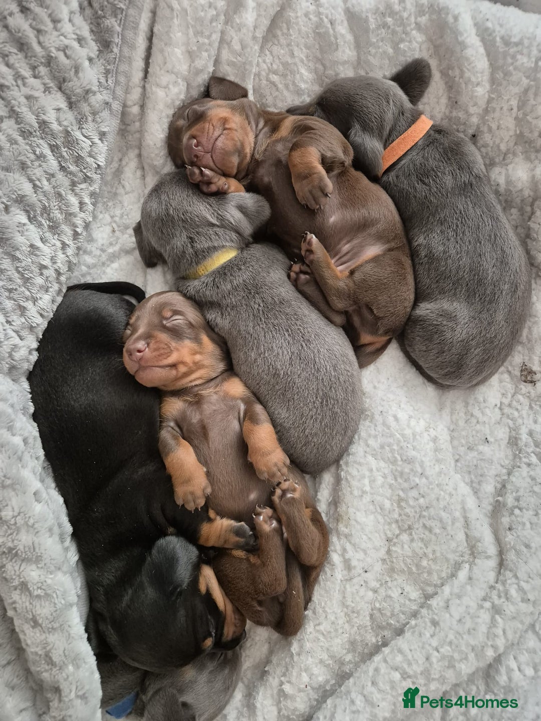 Miniature Dachshund dogs for sale: Miniature Dachshunds - Image 3