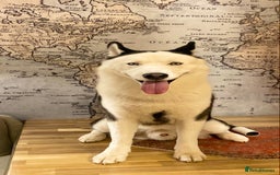 Siberian Husky dogs for stud: Stunning Blue eye Sibrian Husky for Stud  in Liverpool - Image 21