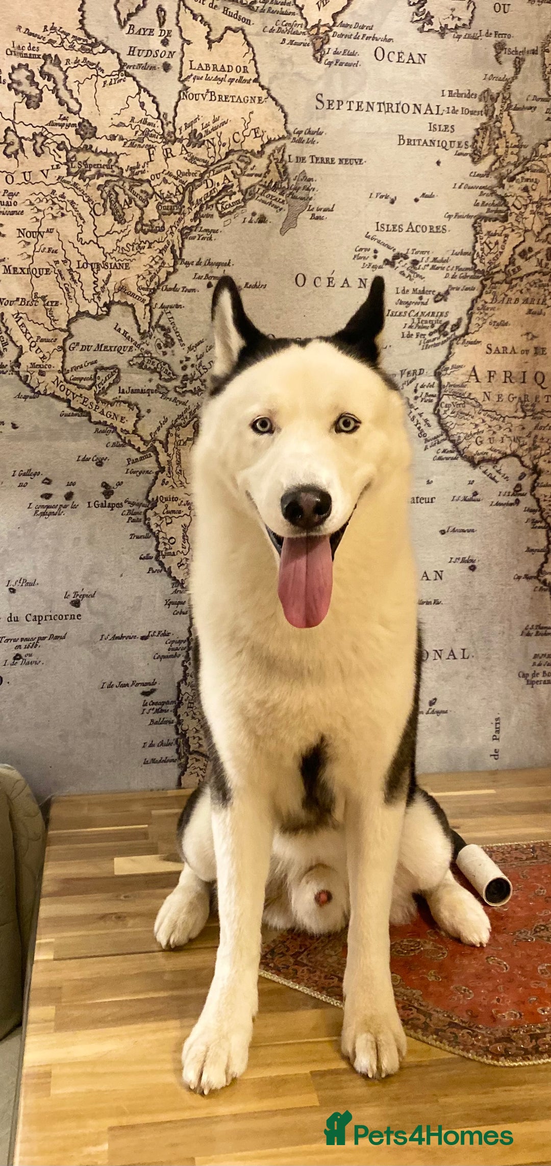 Siberian Husky dogs for stud: Stunning Blue eye Sibrian Husky for Stud  in Liverpool - Image 21