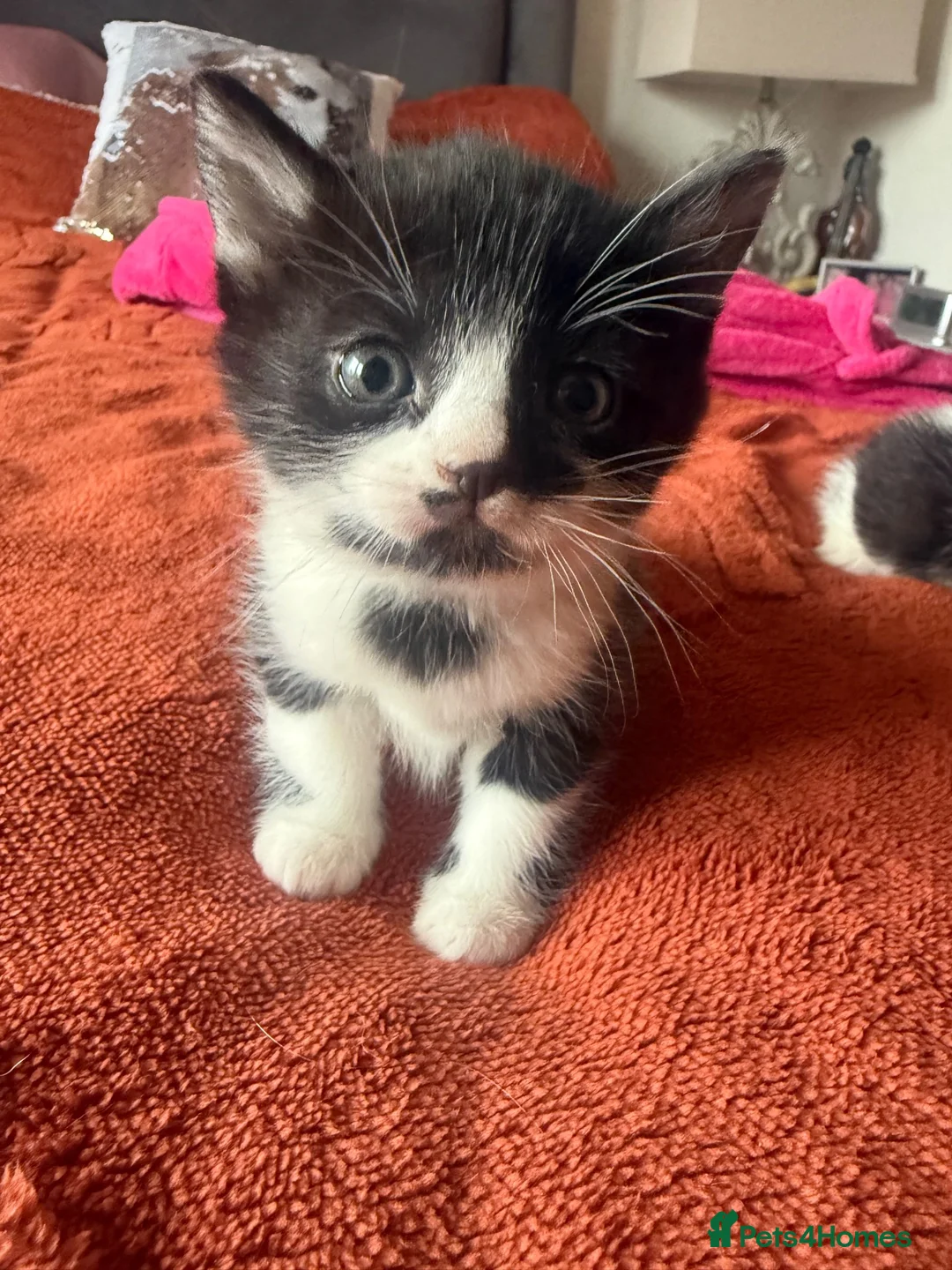 Mixed Breed cats for sale: Beautiful placid kittens  - Advert 2