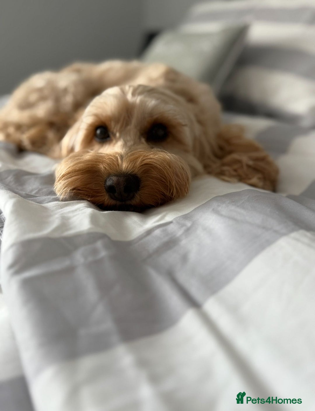 Cockapoo dogs for sale: Cockapoo - Advert 2