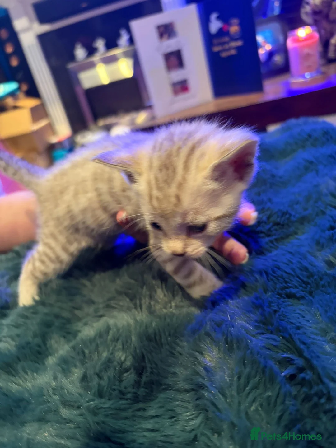 Bengal cats for sale: Snow Mink/Lynx & Brown Rosette/Marble Bengals in Worthing - Advert 13