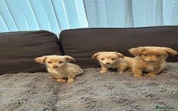 Mixed Breed dogs for sale: 5 beautiful chiweenies  - Advert 9