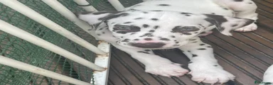Dalmatian 3 red collar 