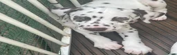 Dalmatian dogs for sale: Dalmation puppies 3 Left  - Advert 2