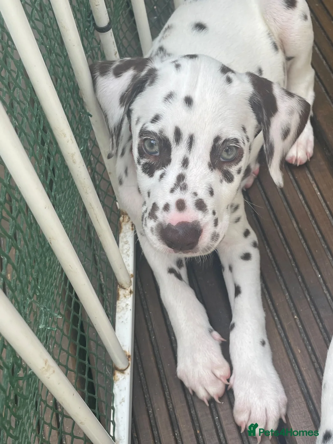 Dalmatian dogs for sale: Dalmation puppies 3 Left  - Advert 2