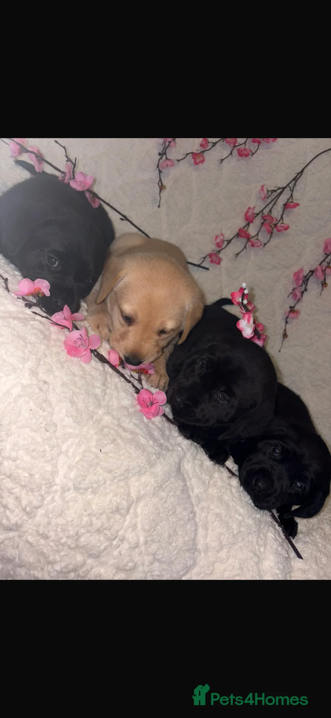 Labrador Retriever dogs for sale: Beautiful Labrador puppy’s  - Advert 4