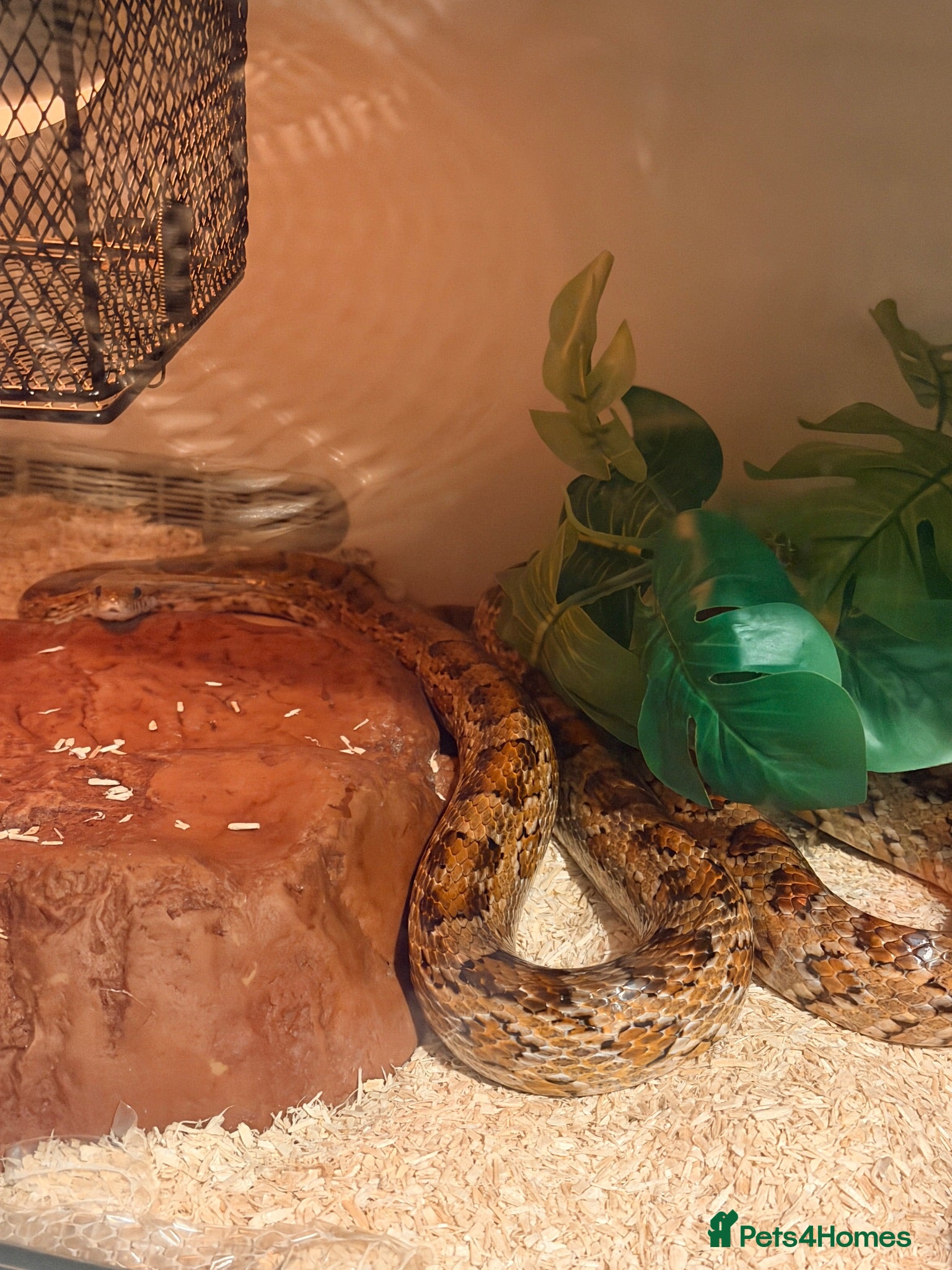 Corn Snake reptiles Adult corn snake  - Advert 4