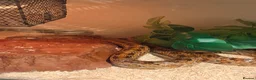 Corn Snake reptiles for sale: Adult corn snake  - Advert 1