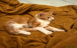 Mixed Breed cats for sale: Ginger & White Kitten Playful, Affectionate 🐾 - Image 8