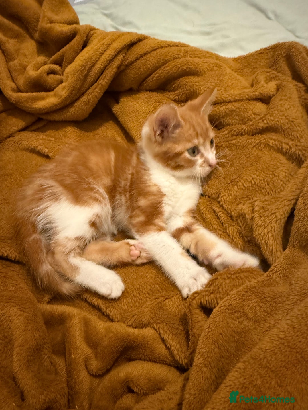 Mixed Breed cats for sale: Ginger & White Kitten Playful, Affectionate 🐾 - Image 8