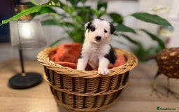 Border Collie dogs for sale: Pure Breed Boarder Collie Pups - Image 6