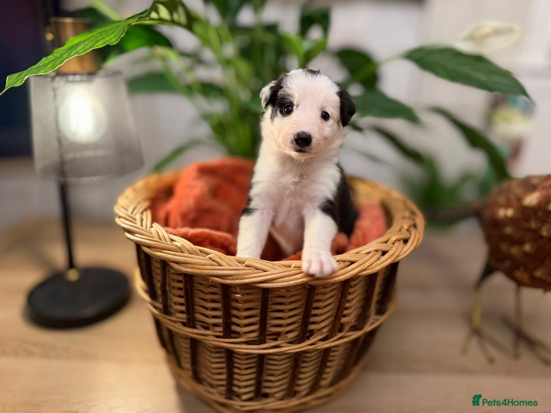Border Collie dogs for sale: Pure Breed Boarder Collie Pups - Image 6