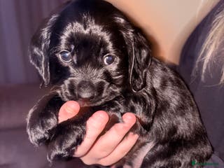 Mixed Breed dogs Beautiful Cavapoo puppies - Advert 1