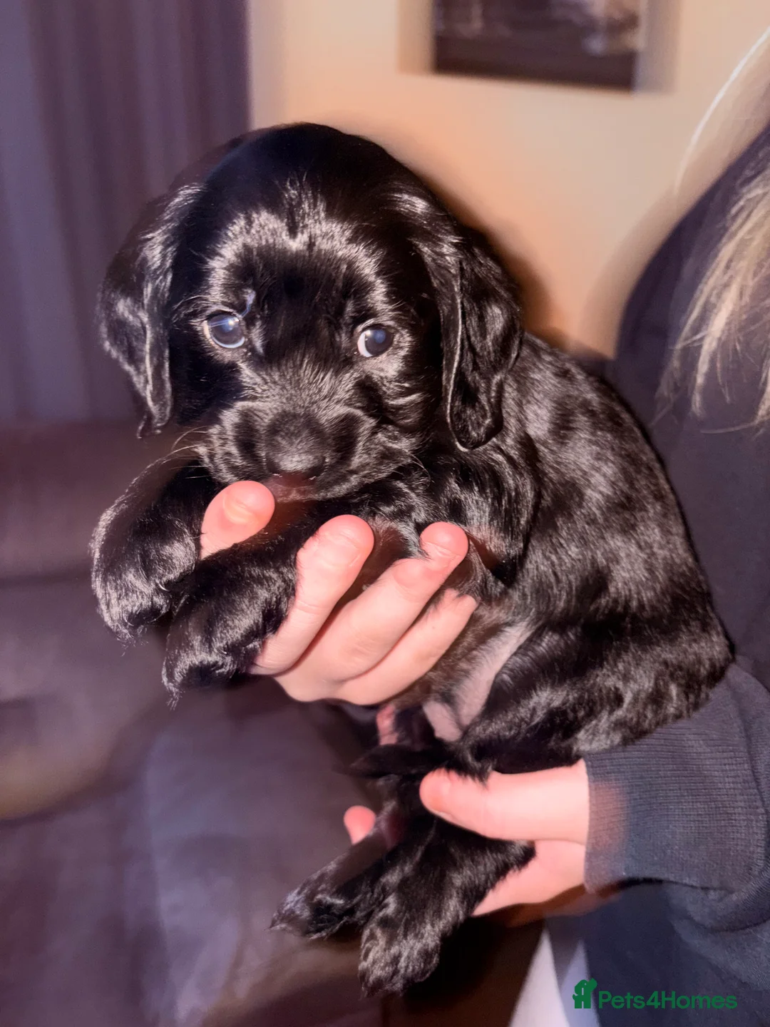 Mixed Breed dogs for sale: Beautiful Cavapoo puppies  - Advert 1