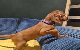 Irish Setter dogs for sale: Beautiful KC-Reg Irish Setter Girl – Ready Now - Image 15