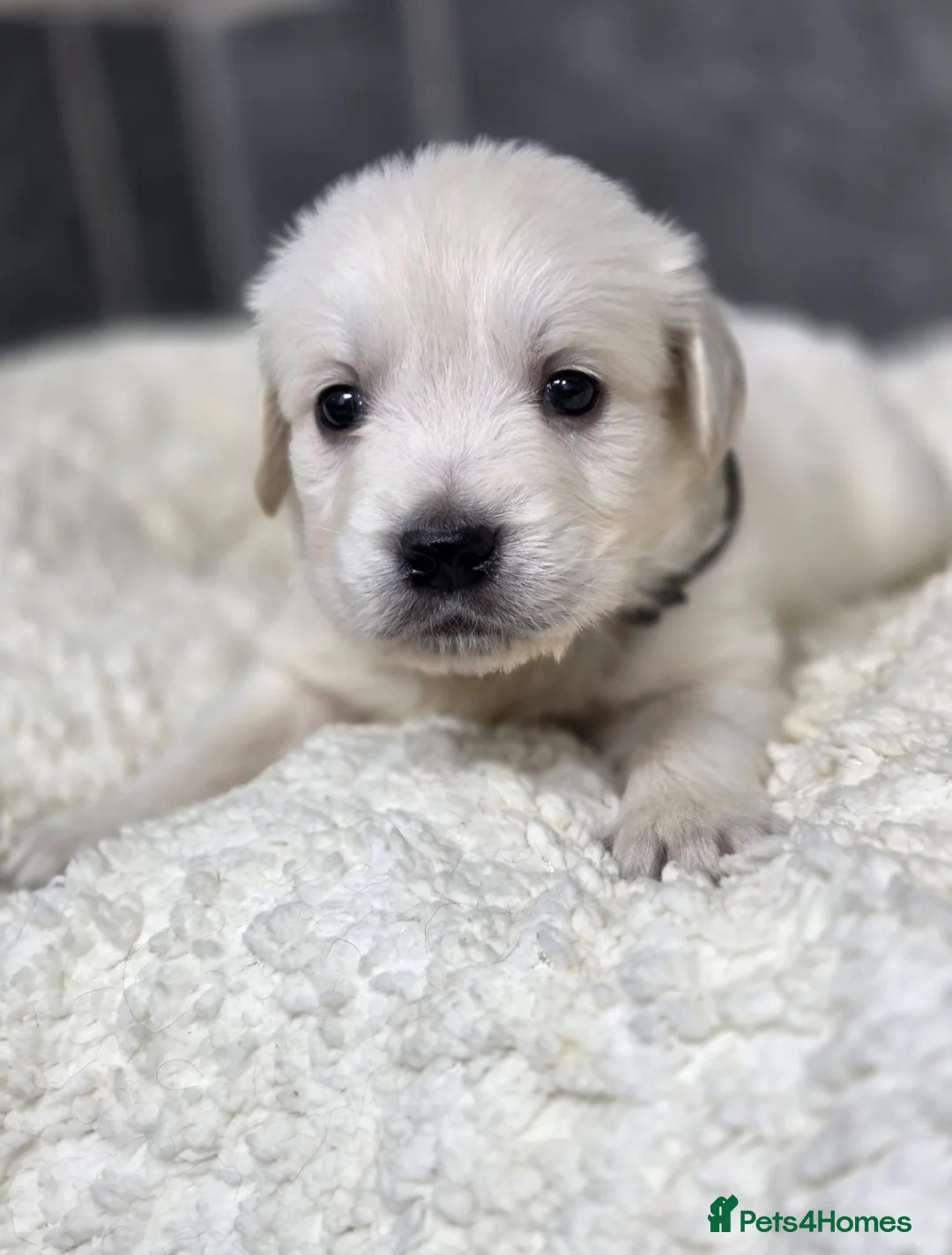 Golden Retriever dogs for sale: Beautiful kc golden retriever pups - Advert 39