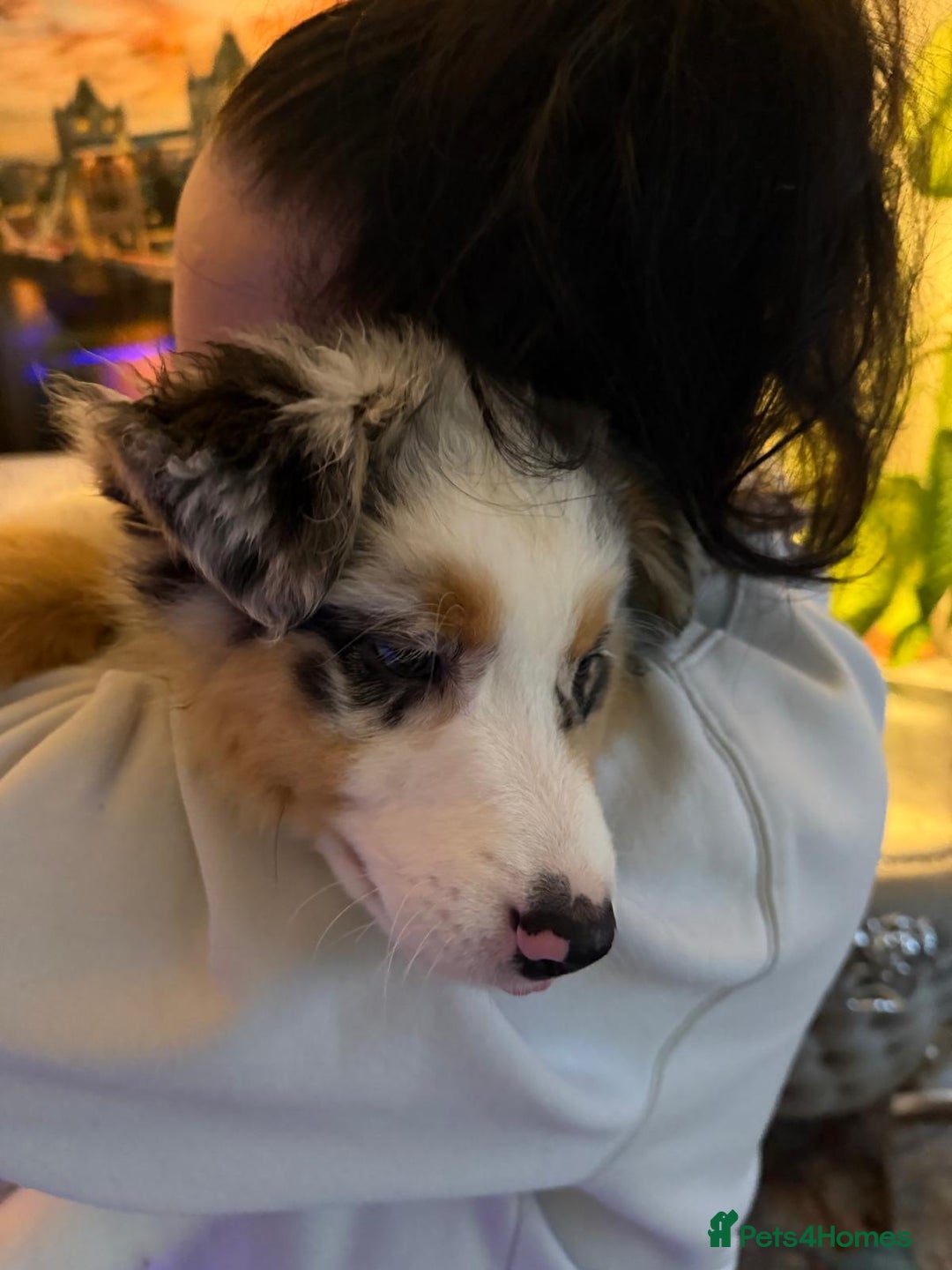 Australian Shepherd dogs for sale: Sweet boy  Australian Shepherd KC registration🥰 - Advert 14