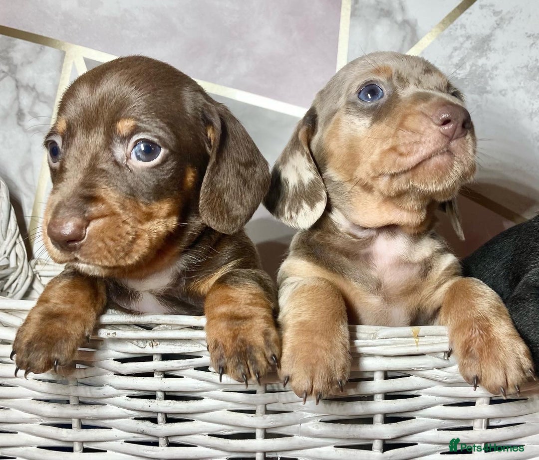 Miniature Dachshund dogs for stud: kc reg.. fully health tested miniature dachshund in Wrexham - Advert 4