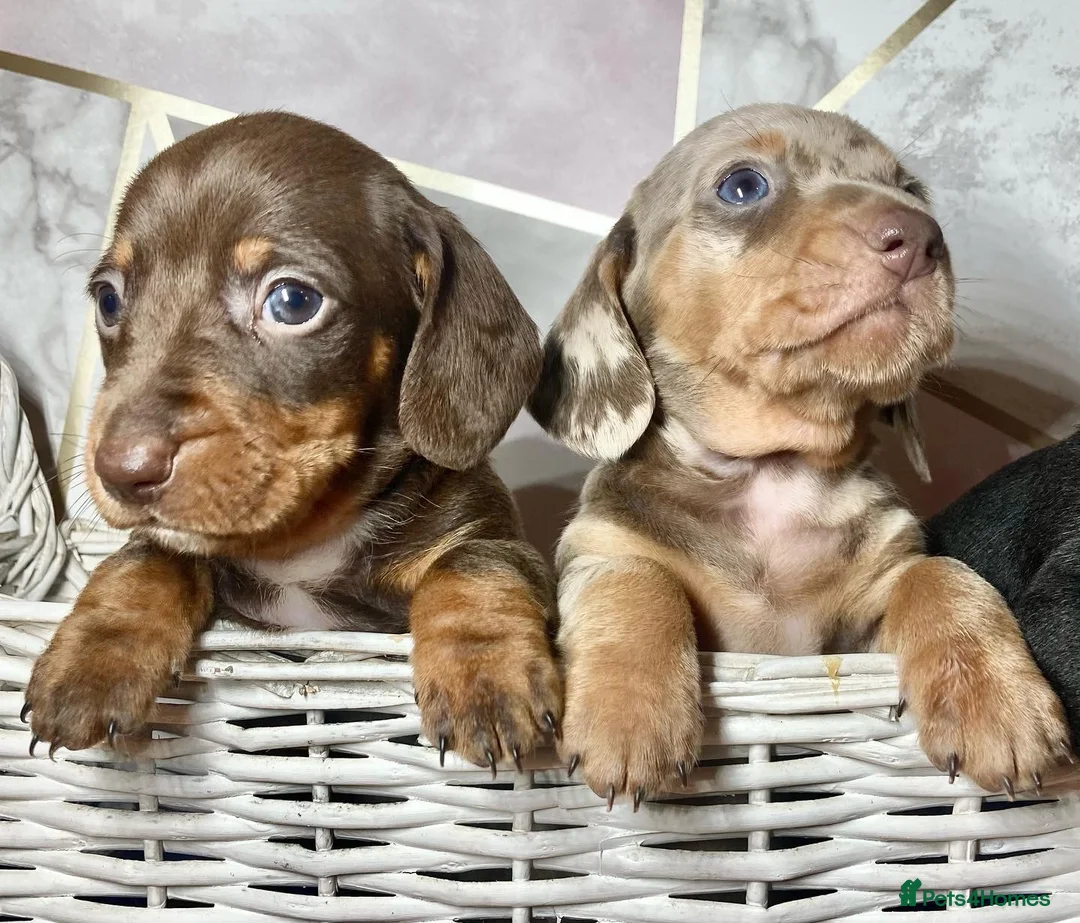 Miniature Dachshund dogs for stud: kc reg.. fully health tested miniature dachshund in Wrexham - Advert 4