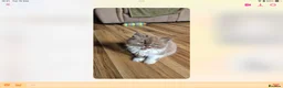 British Shorthair cats for sale: GCCF reg British kittens  - Advert 17