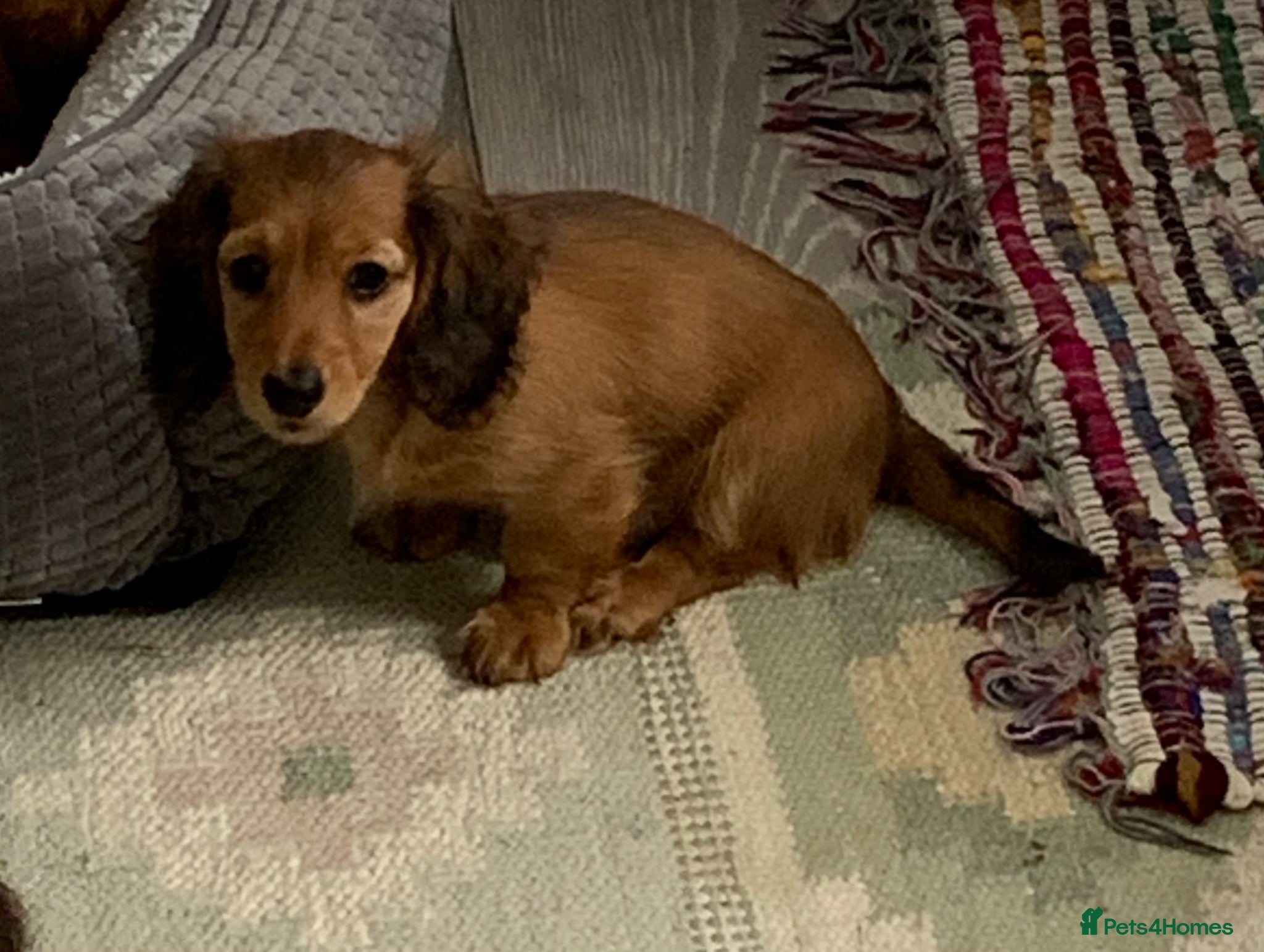 Dachshund dogs for sale: Last 2 Miniature longhaired dachshund Puppies - Advert 13