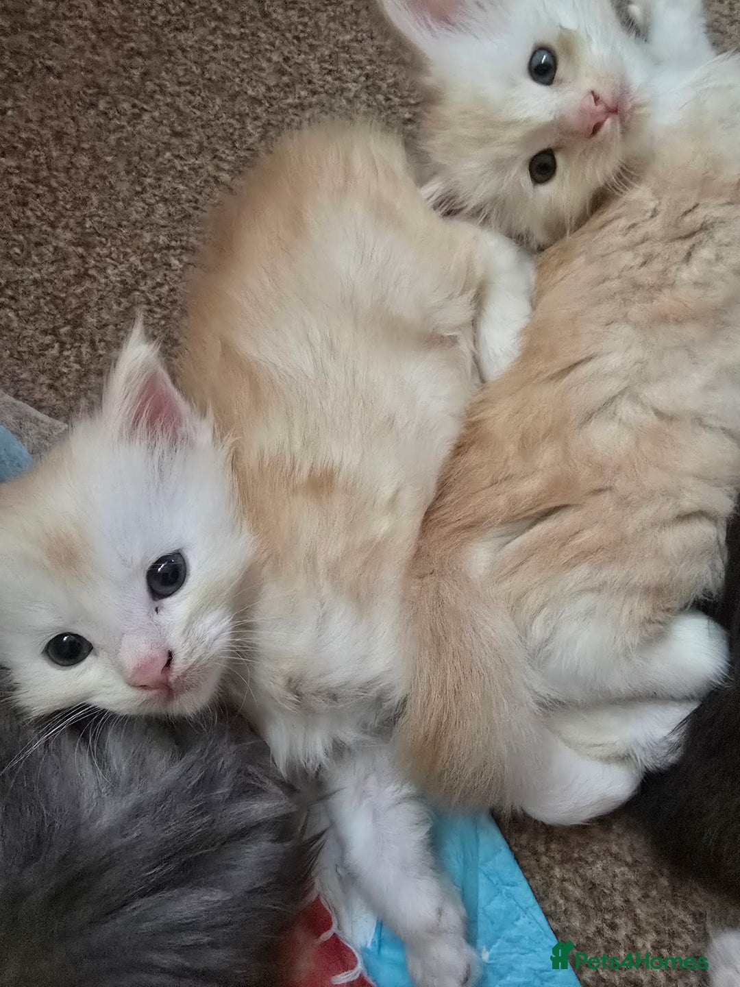 Maine Coon cats for sale: Beautiful Maine Coon kittens  - Image 9