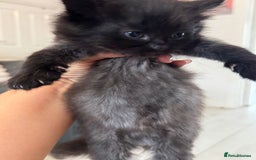 Persian cats for sale: Mancun × Persian Kittens –3 Girls 1 Boy, Ready Fri - Image 5