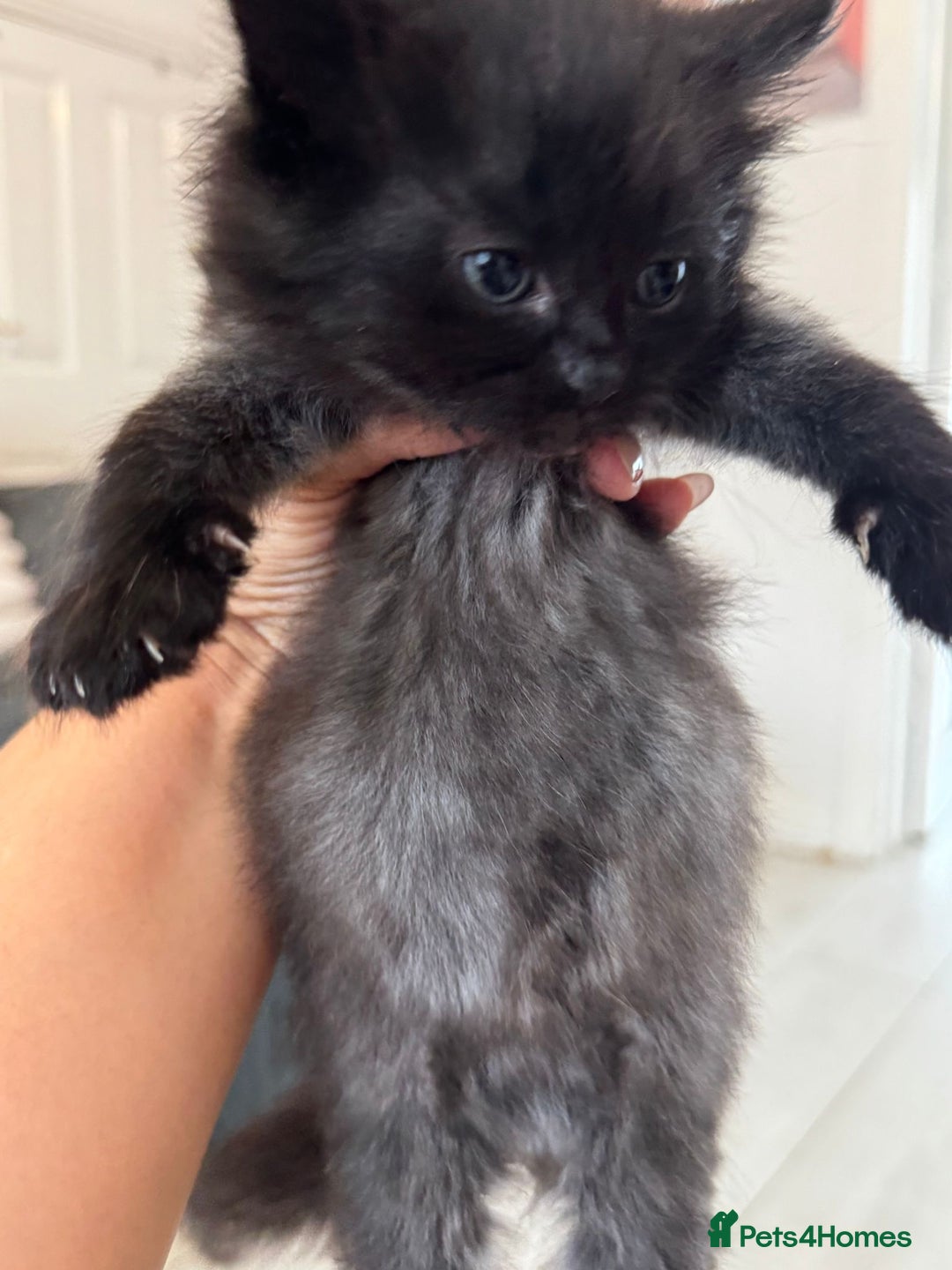 Persian cats for sale: Mancun × Persian Kittens –3 Girls 1 Boy, Ready Fri - Image 5