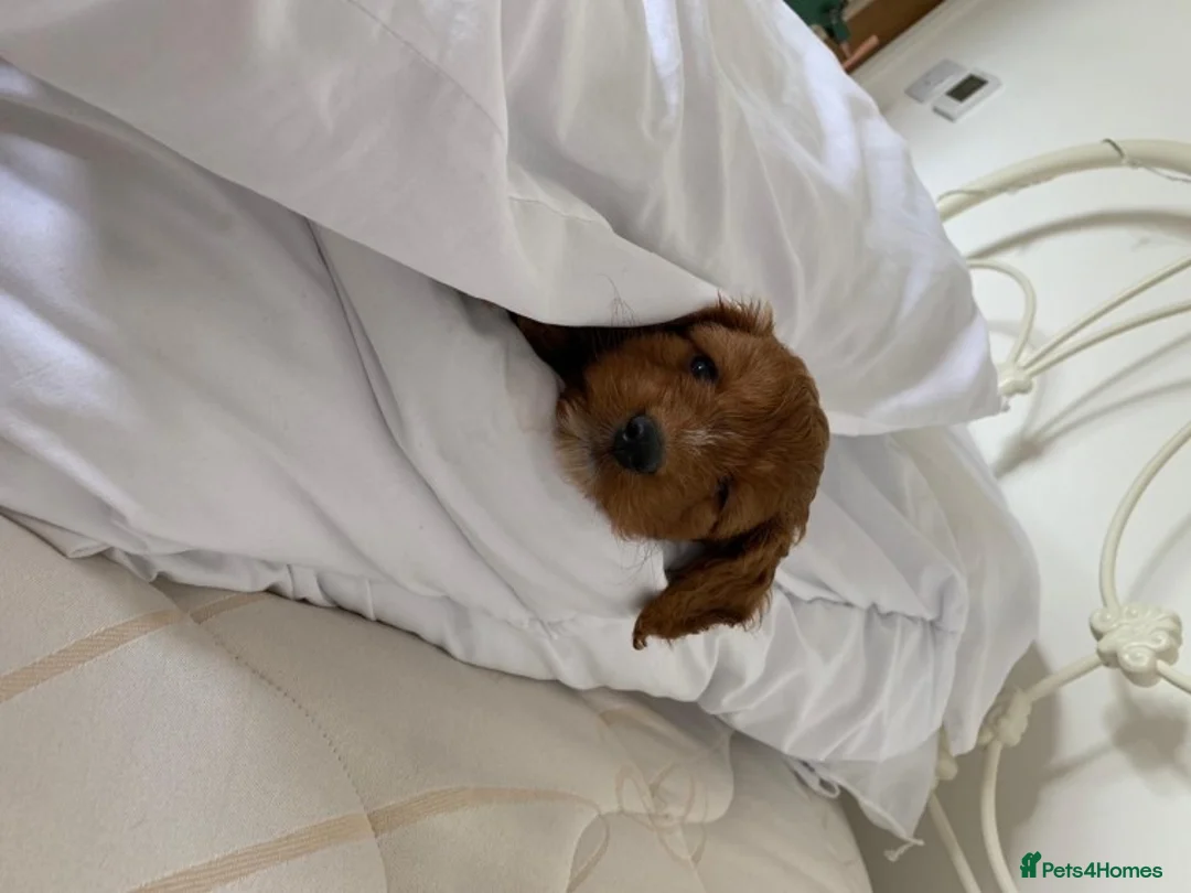 Cockapoo dogs for stud: STUD Red F1Cockerpoo in Matlock - Advert 2