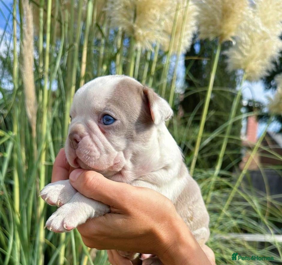 Boston Terrier dogs for sale: 5 KC Boston Terriers  - Advert 1