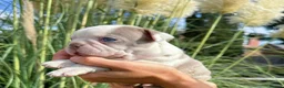 Boston Terrier dogs for sale: 5 KC Boston Terriers  - Advert 1