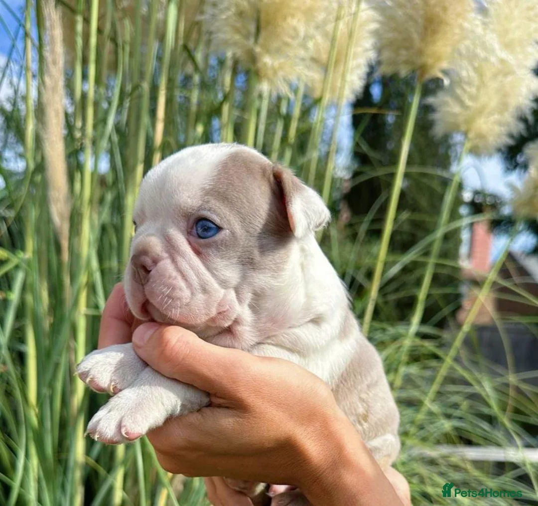 Boston Terrier dogs for sale: 5 KC Boston Terriers  - Advert 1