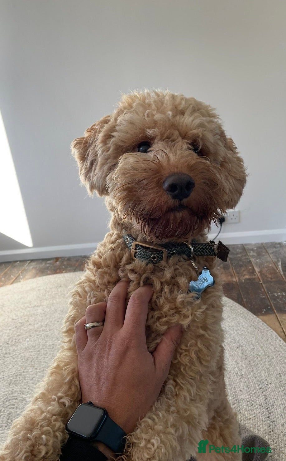 Cockapoo dogs TEDDY - Advert 1