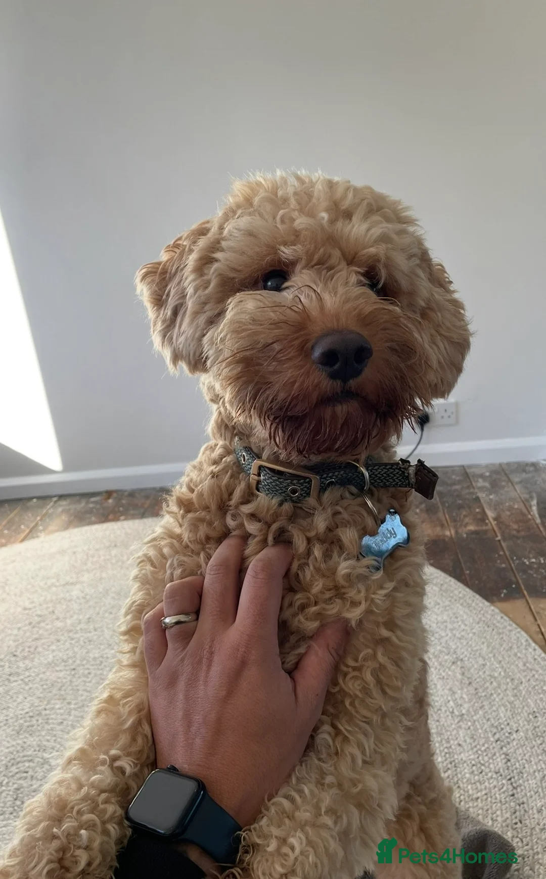 Cockapoo dogs for sale: TEDDY - Advert 1