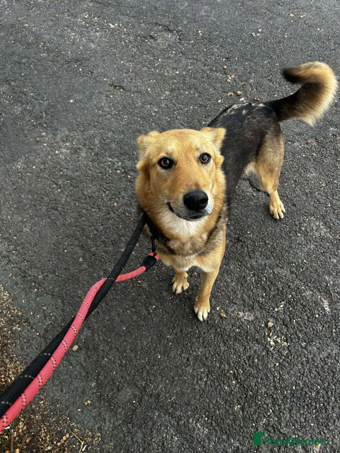 Mixed Breed dogs for adoption: Meet Mabel, currently residing in Lancashire in Royston - Advert 1