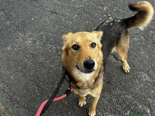 Mixed Breed dogs Meet Mabel, currently residing in Lancashire - Advert 5