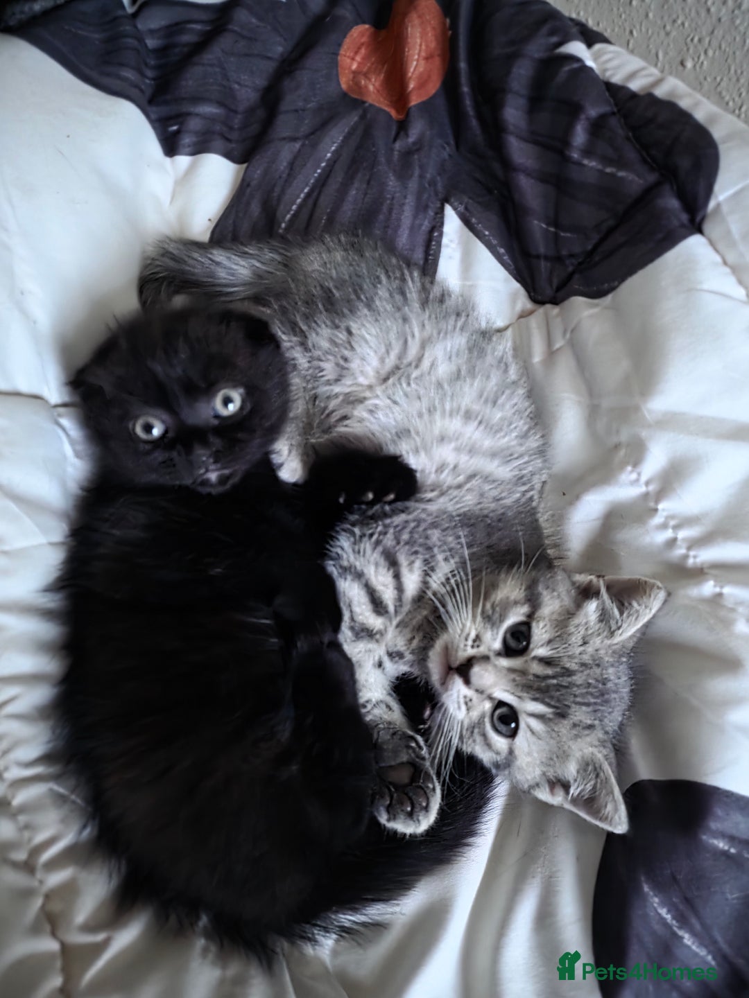 Scottish Fold cats for sale: Scottish Fold  - Advert 10