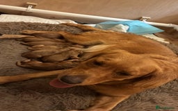 Golden Retriever dogs for sale: Beautiful litter of KC reg Golden Retriever pups  - Image 4