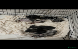 French Bulldog dogs for sale: READY NOW French bulldog puppies  - Advert 21