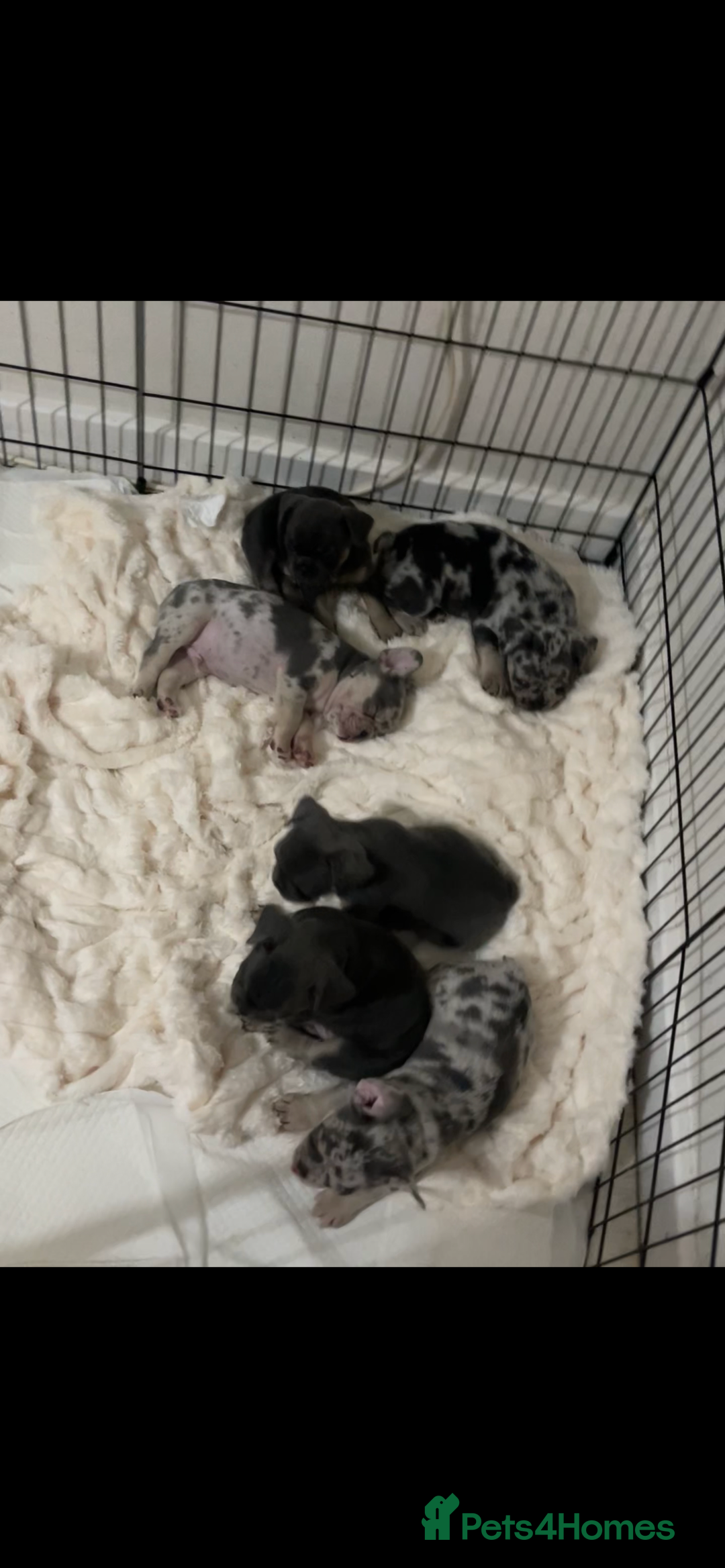 French Bulldog dogs for sale: READY NOW French bulldog puppies  - Advert 21