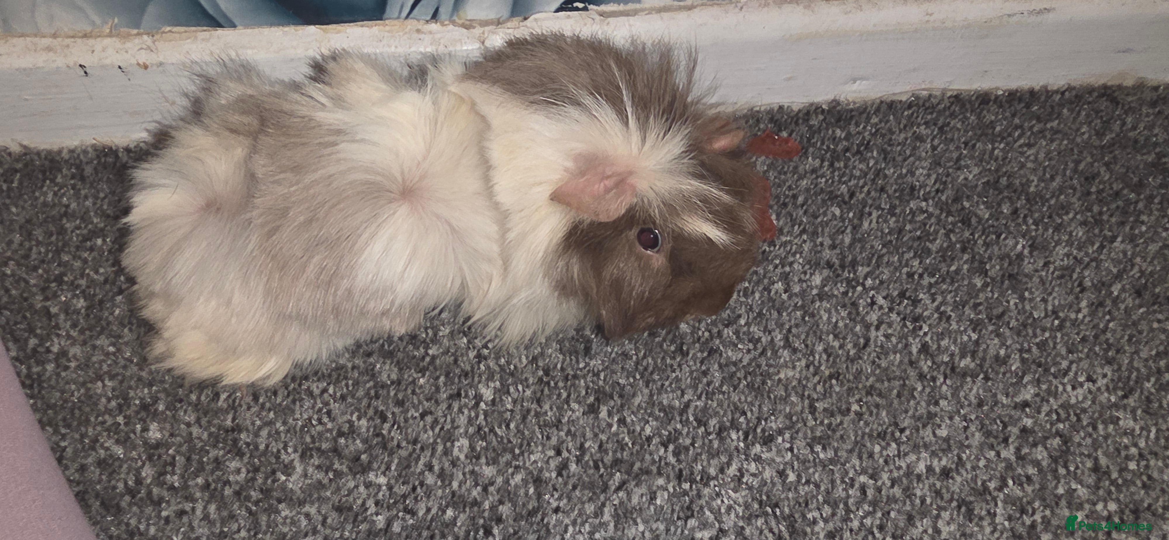 Guinea Pig rodents 2 male guinea pigs (cookie&squeek) in Wednesbury - Advert 1