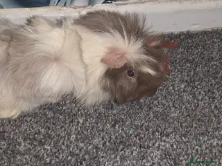 Guinea Pig rodents 2 male guinea pigs (cookie&squeek) in Wednesbury - Advert 1